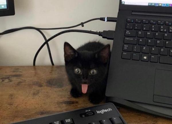 那些擁有太陽般氣質的動物們,看它們一眼就能讓你開心一整天 那些擁有太陽般氣質的動物們,看它們一眼就能讓你開心一整天