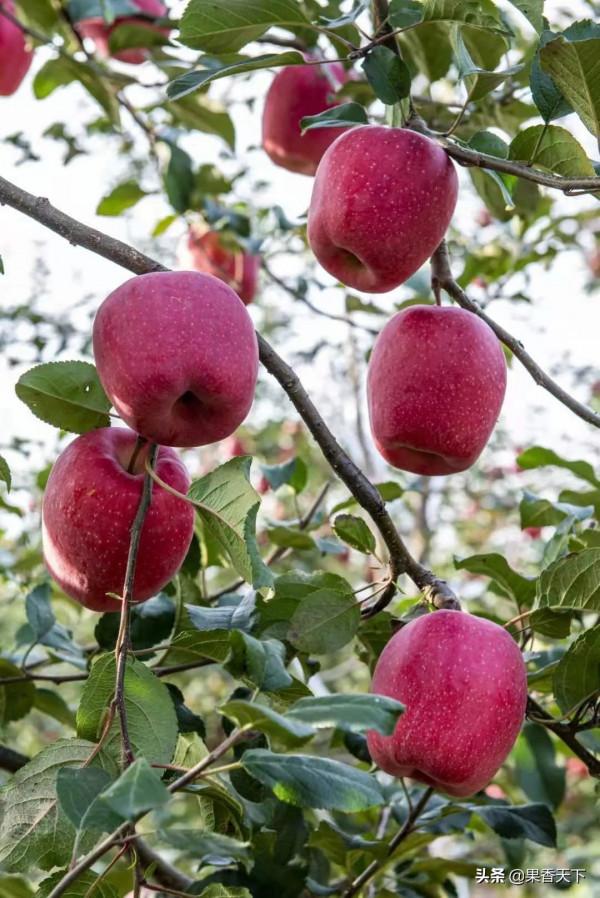 除了紅富士,種哪些品種能發財?這個論壇告訴你答案 除了紅富士,種哪些品種能發財?這個論壇告訴你答案