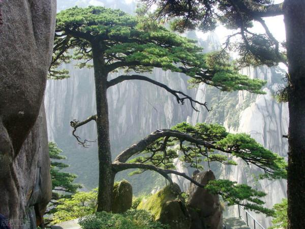黃山迎客松