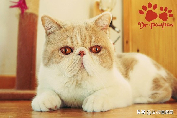 普安特:貓咪得心臟病會有什麼症狀? 普安特:貓咪得心臟病會有什麼症狀?