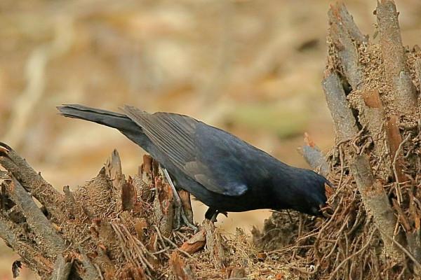 白尾藍地鴝拍於華南植物園