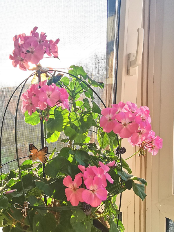 上百塊一盆的年宵花，花市賣的熱熱鬧鬧，但買回家真的好養嗎