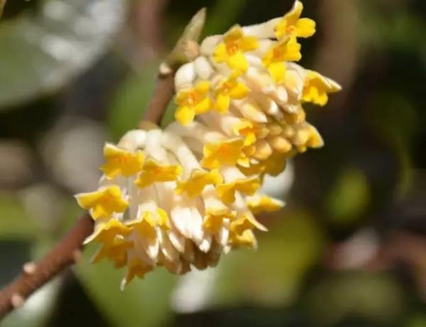 美麗的 結香花 美麗的 結香花