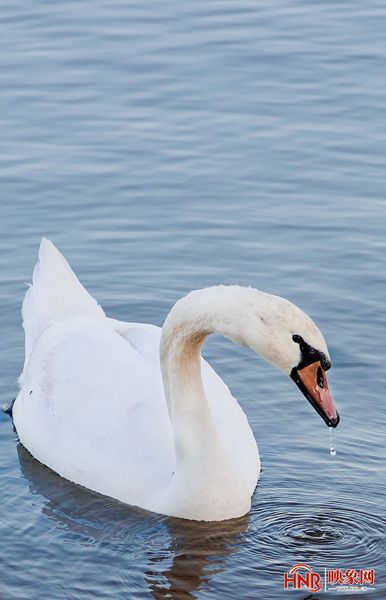 北龍湖上的冬日精靈