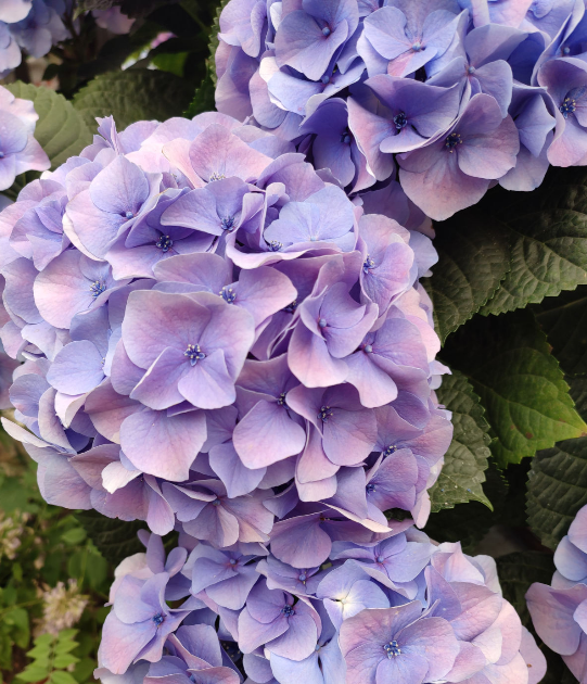 沒有花的天台不完整，種這3種花，天台秒變“空中花園”