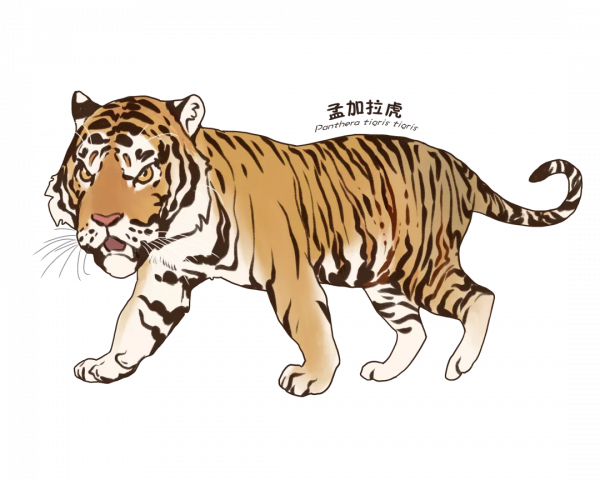 活動預告 &vert; 2022年神州荒漠野生動物園&OpenCurlyDoubleQuote;迎虎年、展虎威&rdquo;