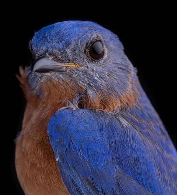 這樣的鳥圖，誰不想擁有？