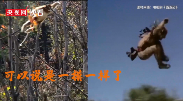 原來真的有美猴王！川金絲猴動作撞型孫悟空