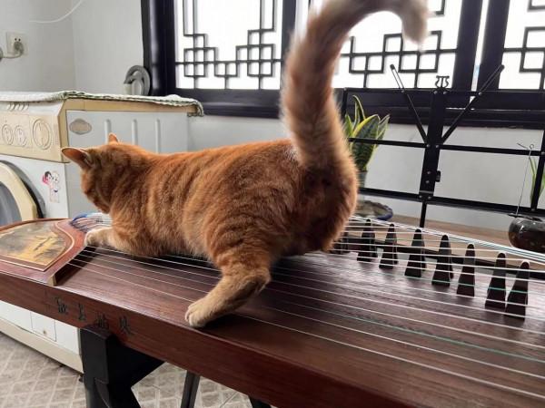 世界上絕無僅有能治病的貓咪