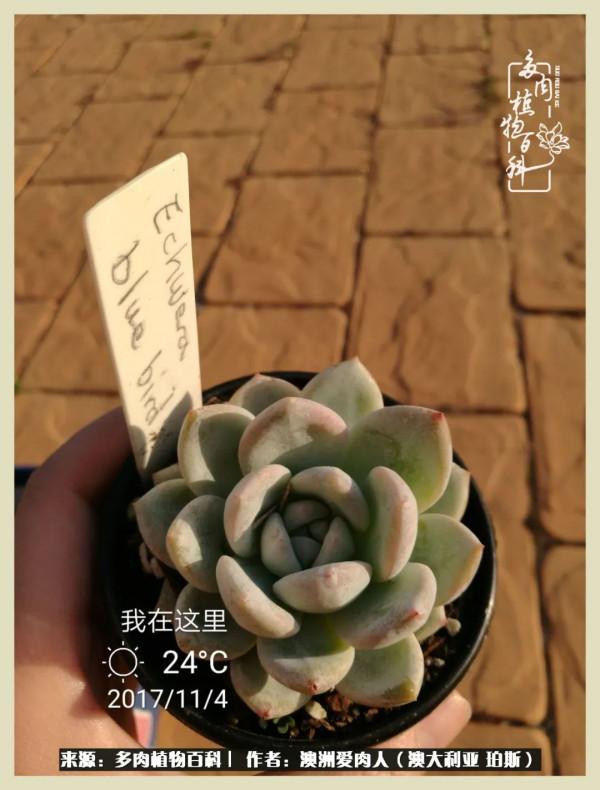 多肉變胖純屬正常,我的變胖卻是工傷 多肉變胖純屬正常,我的變胖卻是工傷