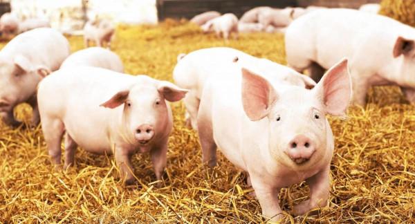 誰說女子不如男——農婦李思羽發家致富故事 誰說女子不如男——農婦李思羽發家致富故事