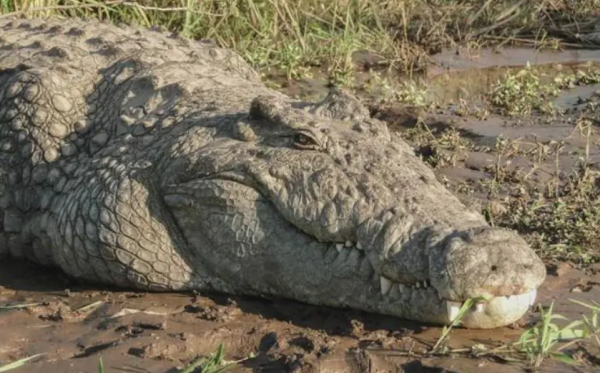 傳奇巨鱷古斯塔夫：十年殘殺300餘人，軍隊打不死，至今逍遙法外