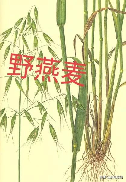 麥田“野麥”猖獗不用怕,掌握生長規律好治它 麥田“野麥”猖獗不用怕,掌握生長規律好治它