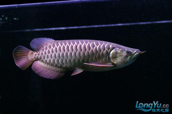 「全紀錄」金龍魚從高背到寶石到高背到B過,最終成為過背金龍魚 「全紀錄」金龍魚從高背到寶石到高背到B過,最終成為過背金龍魚