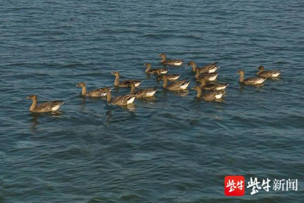 首批豆雁飛抵赤山湖國家溼地公園越冬