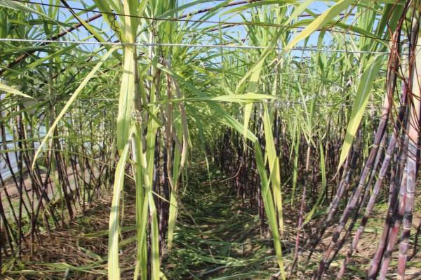 龐各莊甘蔗豐收了