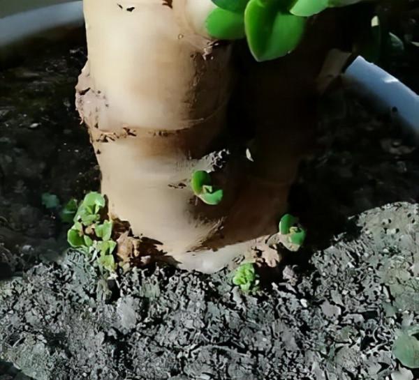 金枝玉葉,這幾“刀”一剪,飛快木質化,越養越“粗大”壯如手腕 金枝玉葉,這幾“刀”一剪,飛快木質化,越養越“粗大”壯如手腕