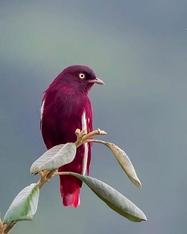分享——最珍貴罕見的鳥