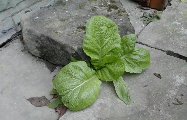 農村摳門大爺院子磚縫裡蔬菜長10年，5平方米栽10多種，看啥情況