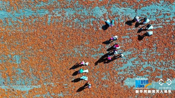 制種玉米豐收 戈壁如披“黃金甲”