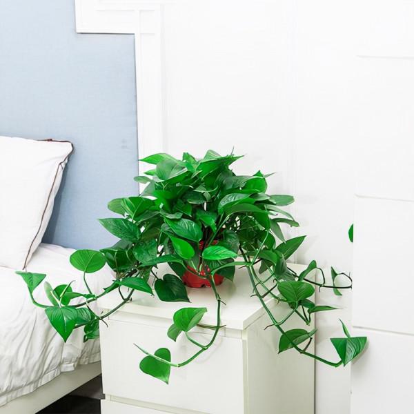 不能多曬的&OpenCurlyDoubleQuote;11種花&rdquo;，曬多了葉子就捲曲、發黃，越養越糟糕