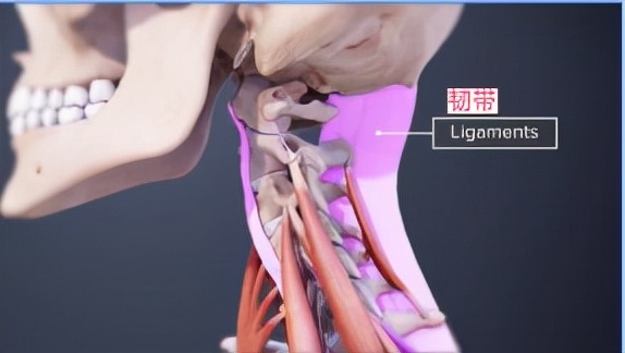 WildFieldHealth|怎樣鍛鍊頸部肌肉？