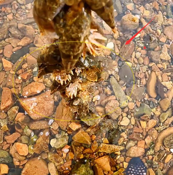 遼寧一溪流筍殼魚“成災”，隨便抓抓就十幾斤，網友：這魚很值錢