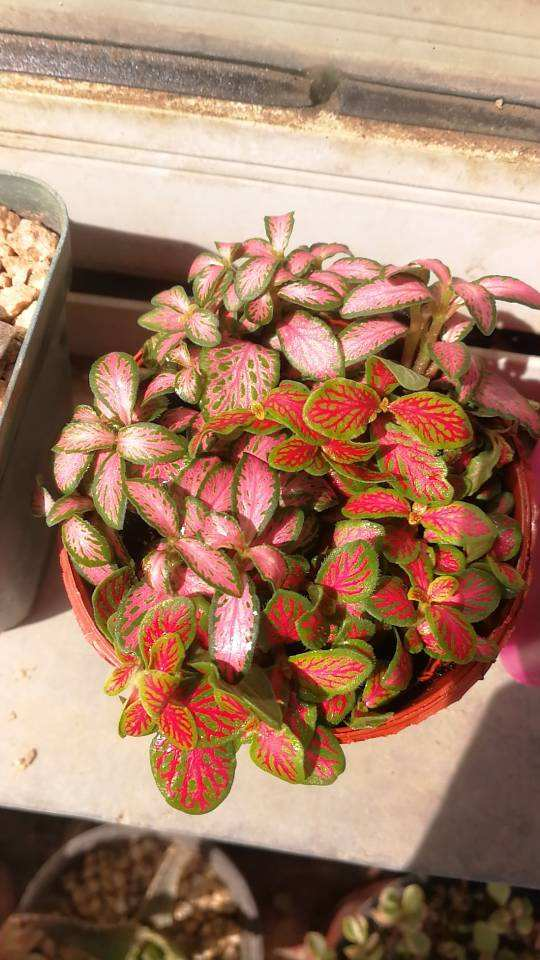 16種喜&OpenCurlyDoubleQuote;陰&rdquo;花，適合養在&OpenCurlyDoubleQuote;光照少&rdquo;的地方，光太強反而長不好