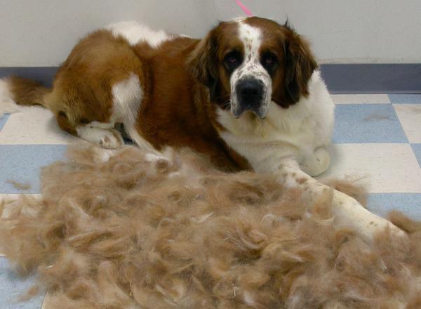 狗狗大量掉毛，這幾個原因，你家狗中了幾個？