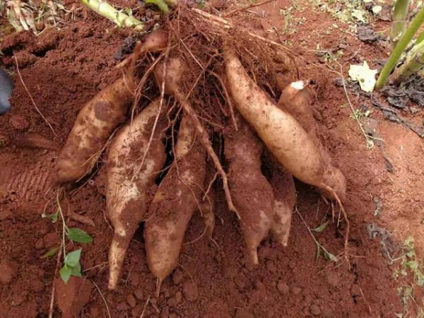 農產品上行，網路零售額何以驟然失速 | 大國造物