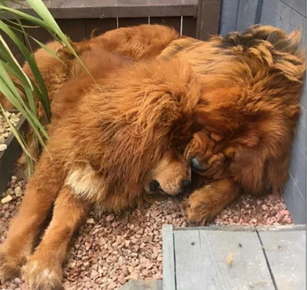 狗子站起來有一米八,出門老是被誤認為是獅子,它還很愛撒嬌 狗子站起來有一米八,出門老是被誤認為是獅子,它還很愛撒嬌