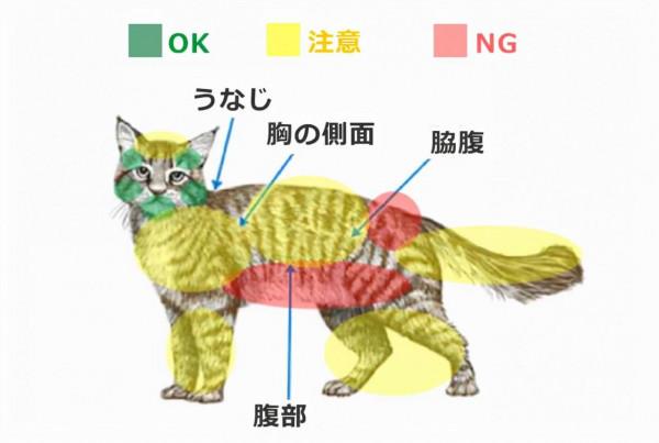 貓願意讓你擼的幾種情況你知道嗎？小貓還是很願意讓你擼的