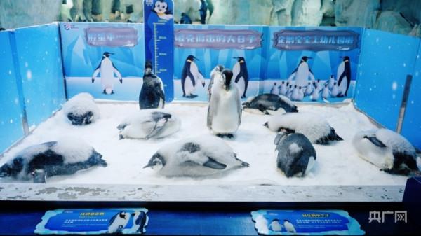 身著“花外套”！看11只新生帝企鵝寶寶怎麼在廣東“過冬”？