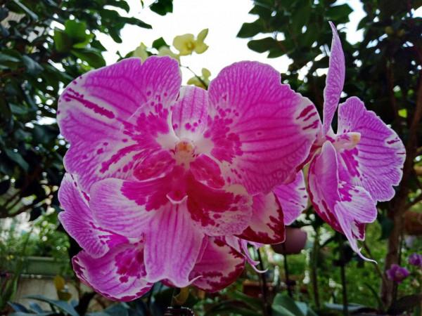 #陽臺小花園#又添新品種