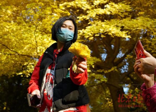 一把銀杏葉，一片金秋黃