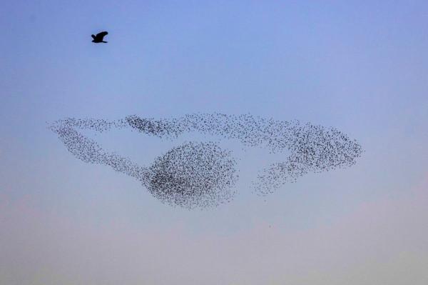 以色列椋鳥遷徙景象壯觀 成千上萬變幻各種隊形