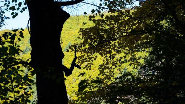 一葉知秋 興隆秋景如畫