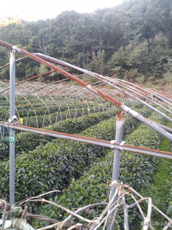 獨行泰山之走三梁