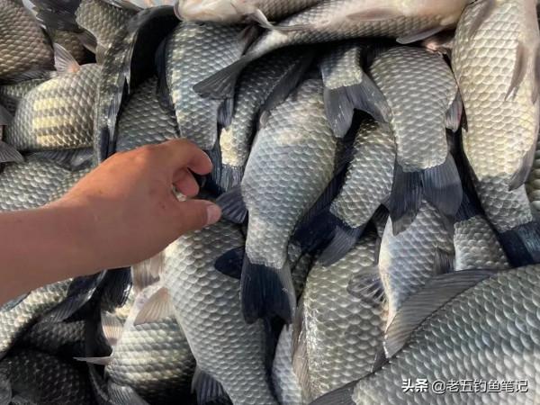 冬季餌料味型的新增真不簡單,新增合理才能誘釣合一 冬季餌料味型的新增真不簡單,新增合理才能誘釣合一