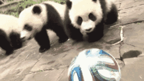 笑噴！聽聞國足兵敗越南，動物城的朋友紛紛發起瘋狂挑戰