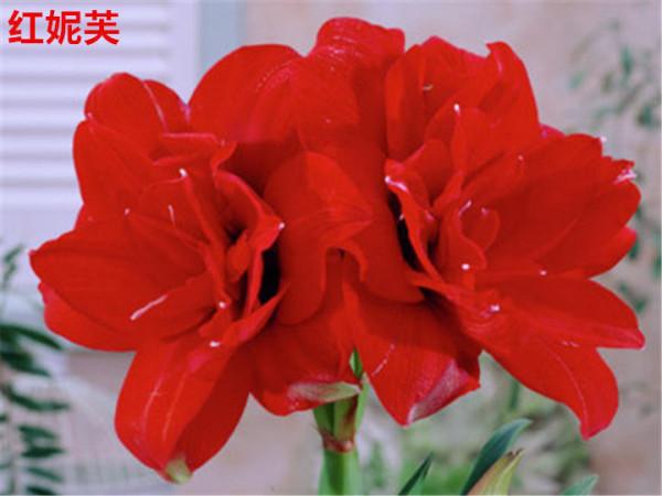 4種旺運花,花開大紅色,養在家“招財顯富貴” 4種旺運花,花開大紅色,養在家“招財顯富貴”