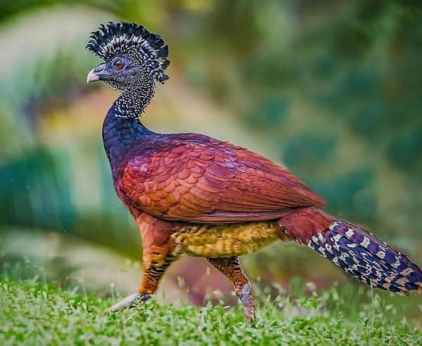 分享——最珍貴罕見的鳥