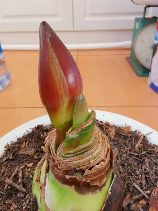 7種花有個小機關,找對位置開啟它,新芽爆滿盆 7種花有個小機關,找對位置開啟它,新芽爆滿盆