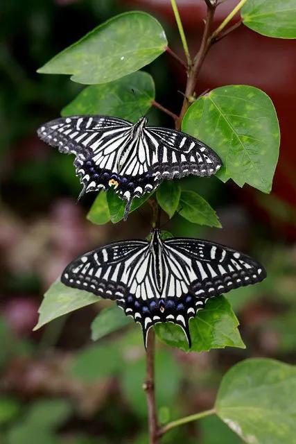分享-蝶戀 精美絕倫 醉美蝴蝶