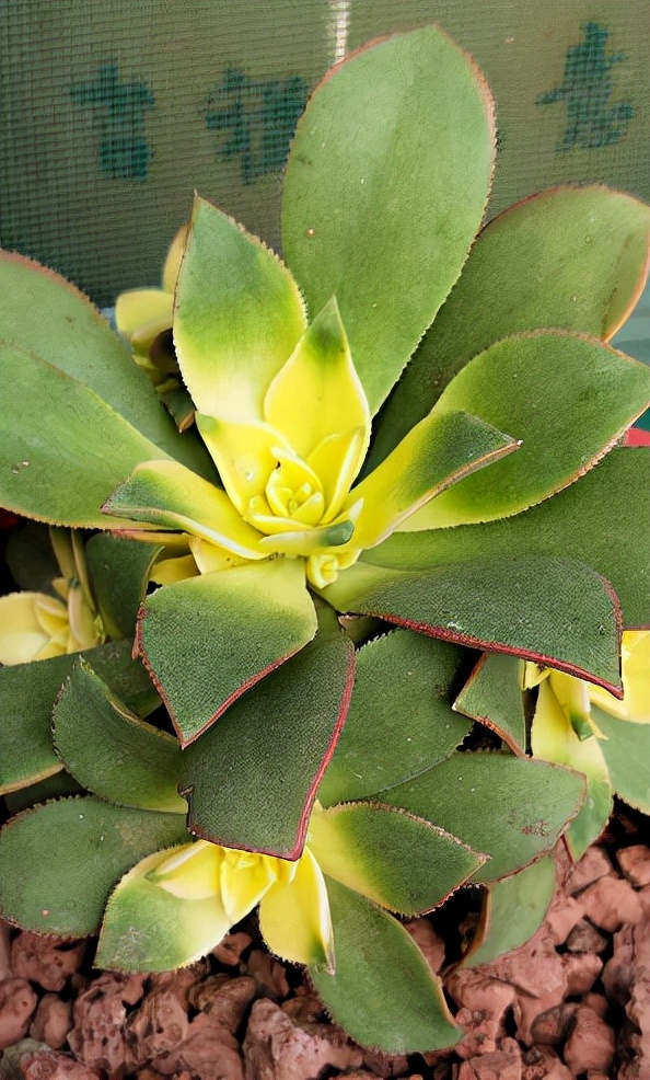 秋季是養花旺季，花市上見到這4種花，大機率是假的