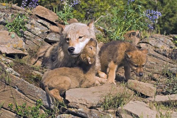 老獵人雪夜正酣睡，卻遇母狼來敲門，結局很暖心，啥情況