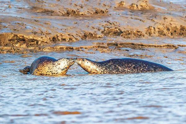 林草科普|斑海豹提前一月回到遼河口 林草科普|斑海豹提前一月回到遼河口