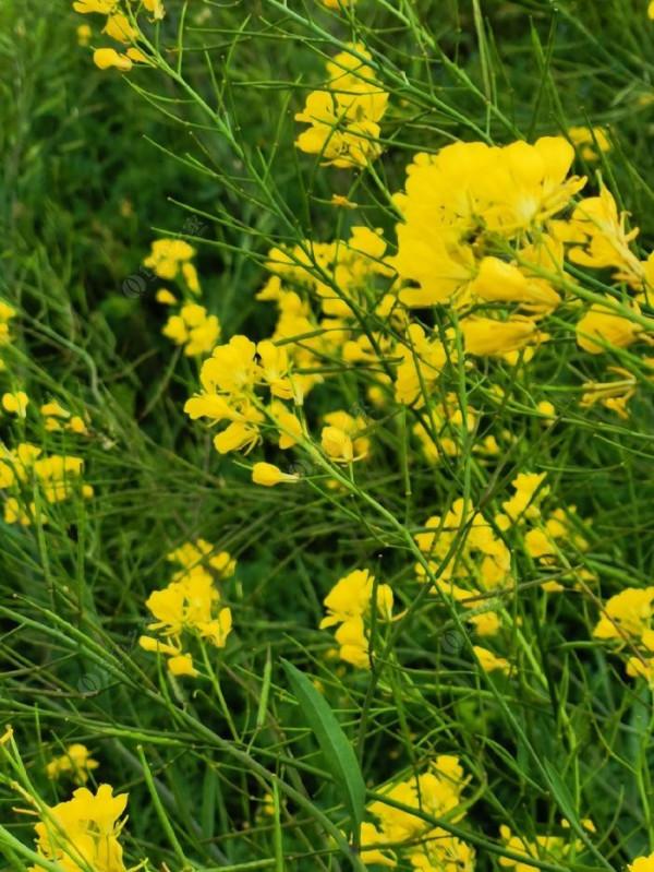 黃花錦簇白馬湖