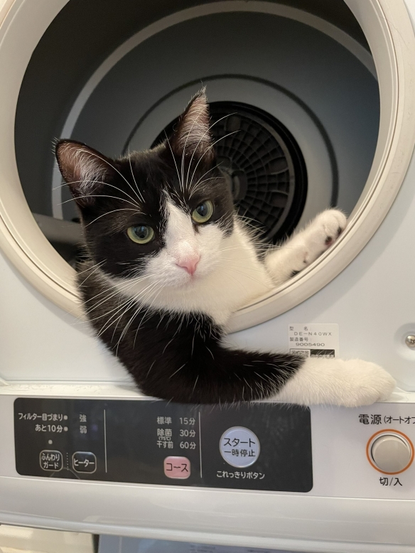 網友曬出氣場超乎想象的喵星人：眼神裡自帶殺氣