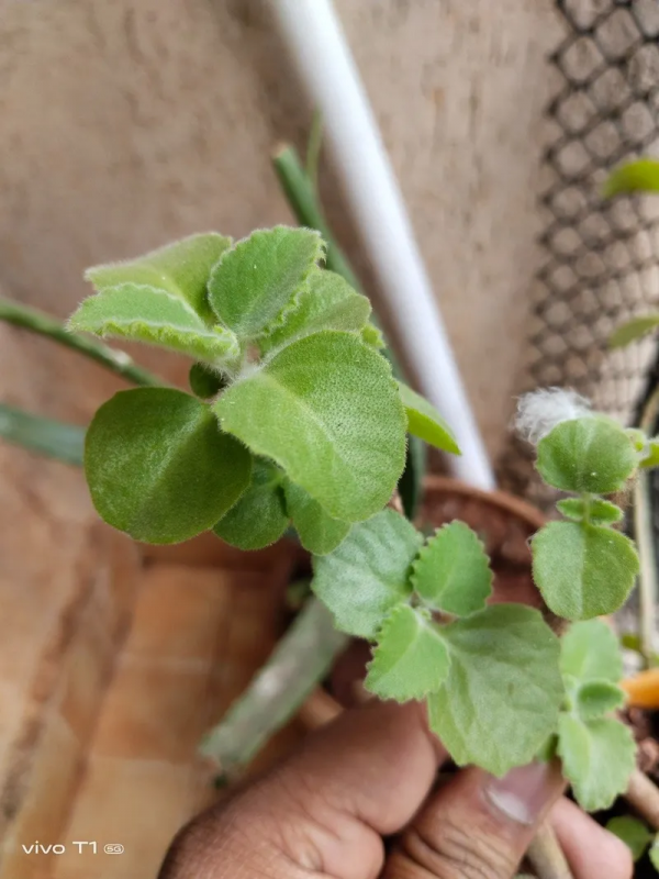 vivo T1 5G將登陸印度：驍龍695&plus;6&period;58吋LCD屏&plus;5000mAh電池